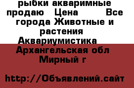 рыбки акваримные продаю › Цена ­ 30 - Все города Животные и растения » Аквариумистика   . Архангельская обл.,Мирный г.